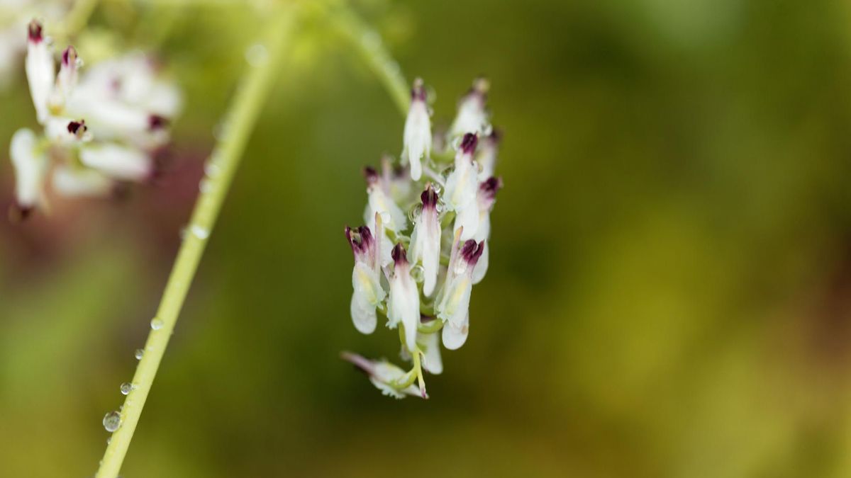 Dymnica pospolita jest rośliną leczniczą