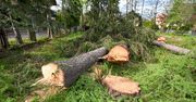 Urzędnik z Zakopanego popełnił błąd przy odmowie wycinki drzew przy ul. Brzozowskiego. "To nic nie zmienia" - twierdzi wiceburmistrz
