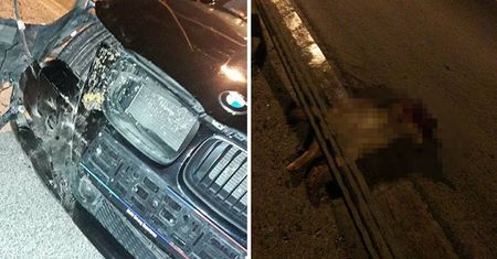Wypadek na obwodnicy Lublina. Pies wbiegł pod auto, rozerwało go na pół. Drastyczne zdjęcia