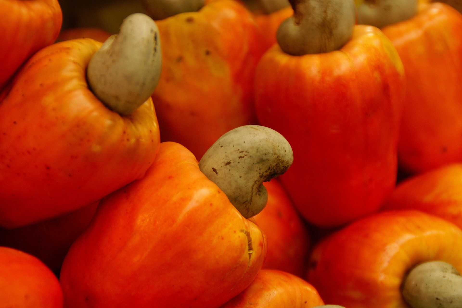 Najbardziej trująca roślina 2025