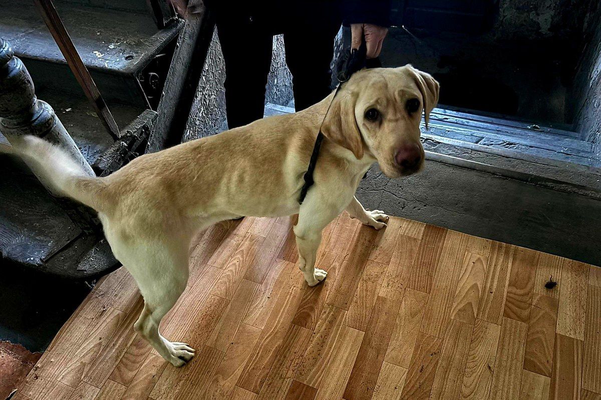 Katowice: Odebrano skrajnie zaniedbane psy