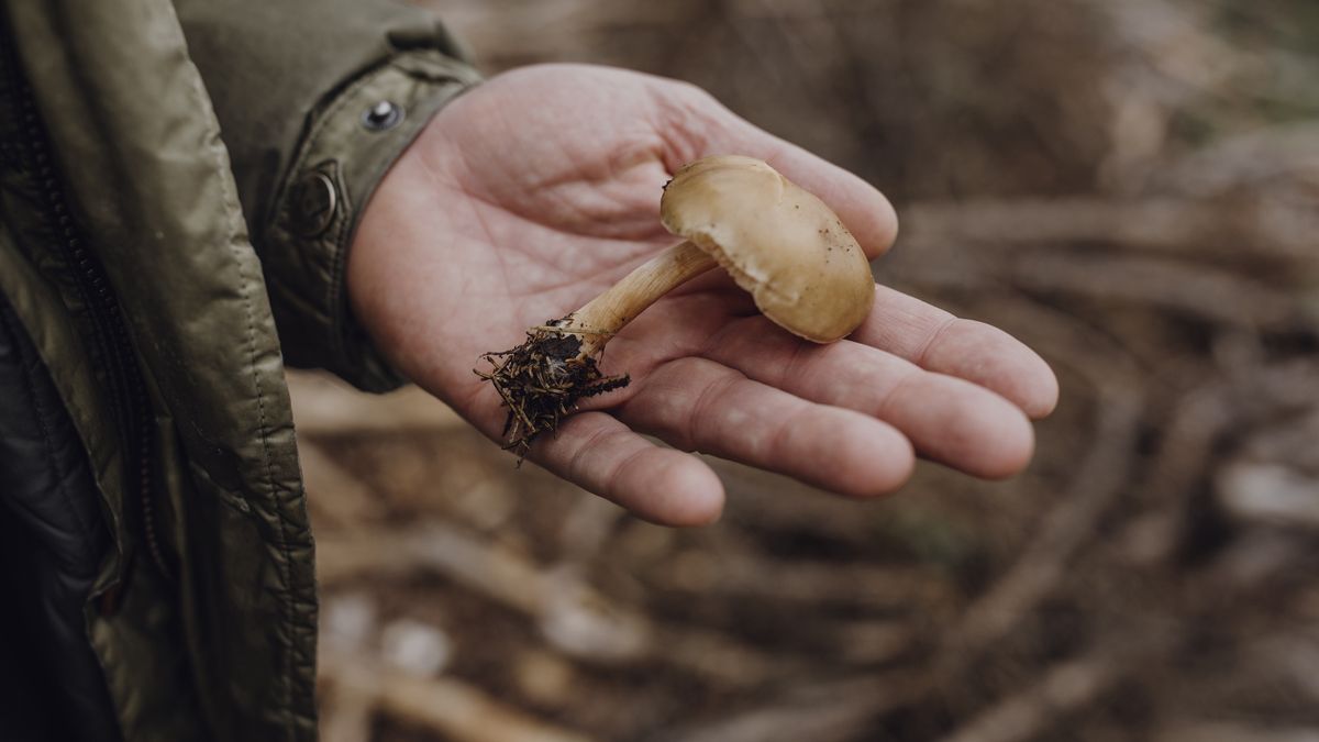 Podzielił się historią z lasu (zdjęcie ilustracyjne).