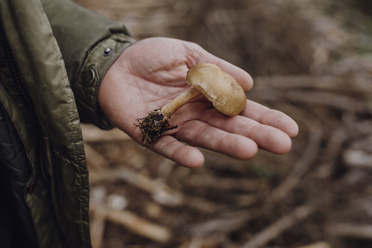 Miał tylko jednego grzyba. Aż opisała, co powiedział starszy pan