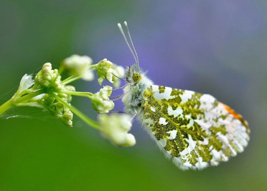 Zwierzęta w ZOO czy rezerwacie też są piękne, czyli ZSL Animal Photography Prize 2015 6