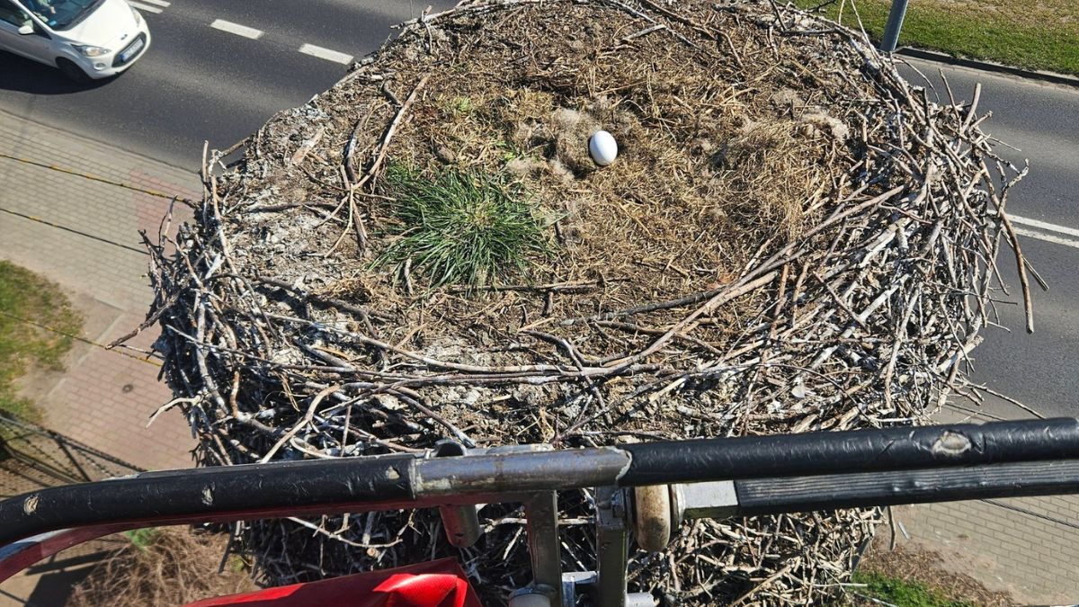 Strażacy uratowali bocianie jajko.