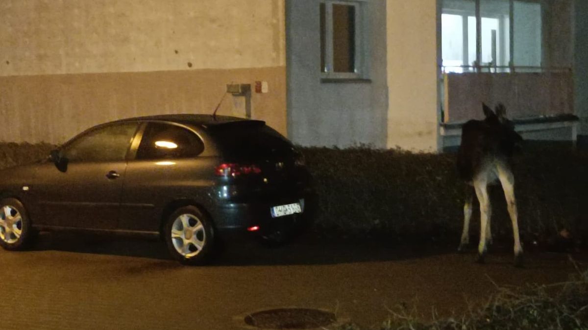 W pobliżu bloków w Toruniu regularnie pojawiają się łosie