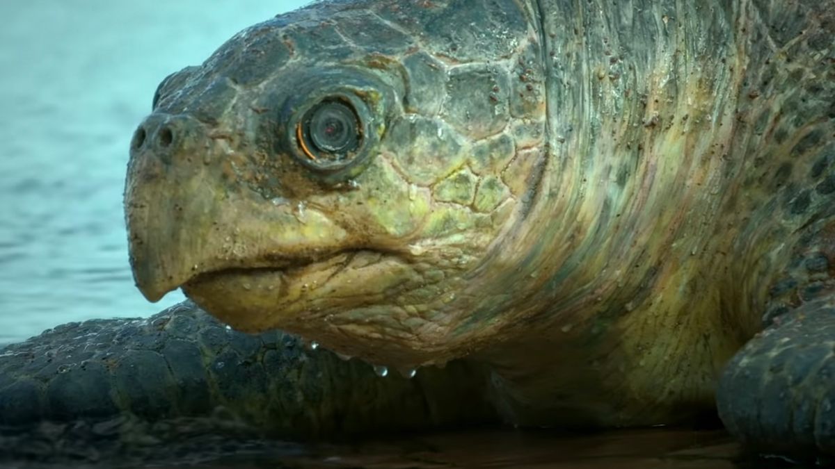 Drono-ptak nagrywał robo-żółwia składającego kamero-jaja. Mistrzowskie ujęcia PBS 1