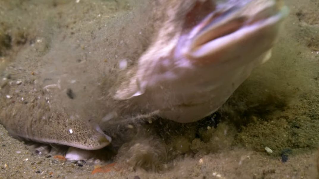 Raszpla zwyczajna, zwana też aniołem morskim jest zagrożona wyginięciem