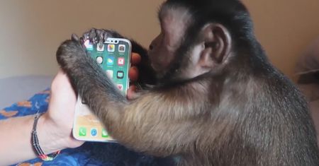Ty oglądasz iPhone'a 8 w sieci, a ta małpa już go ma