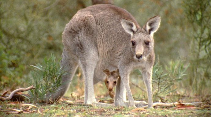 Zwierzęta - moi przyjaciele