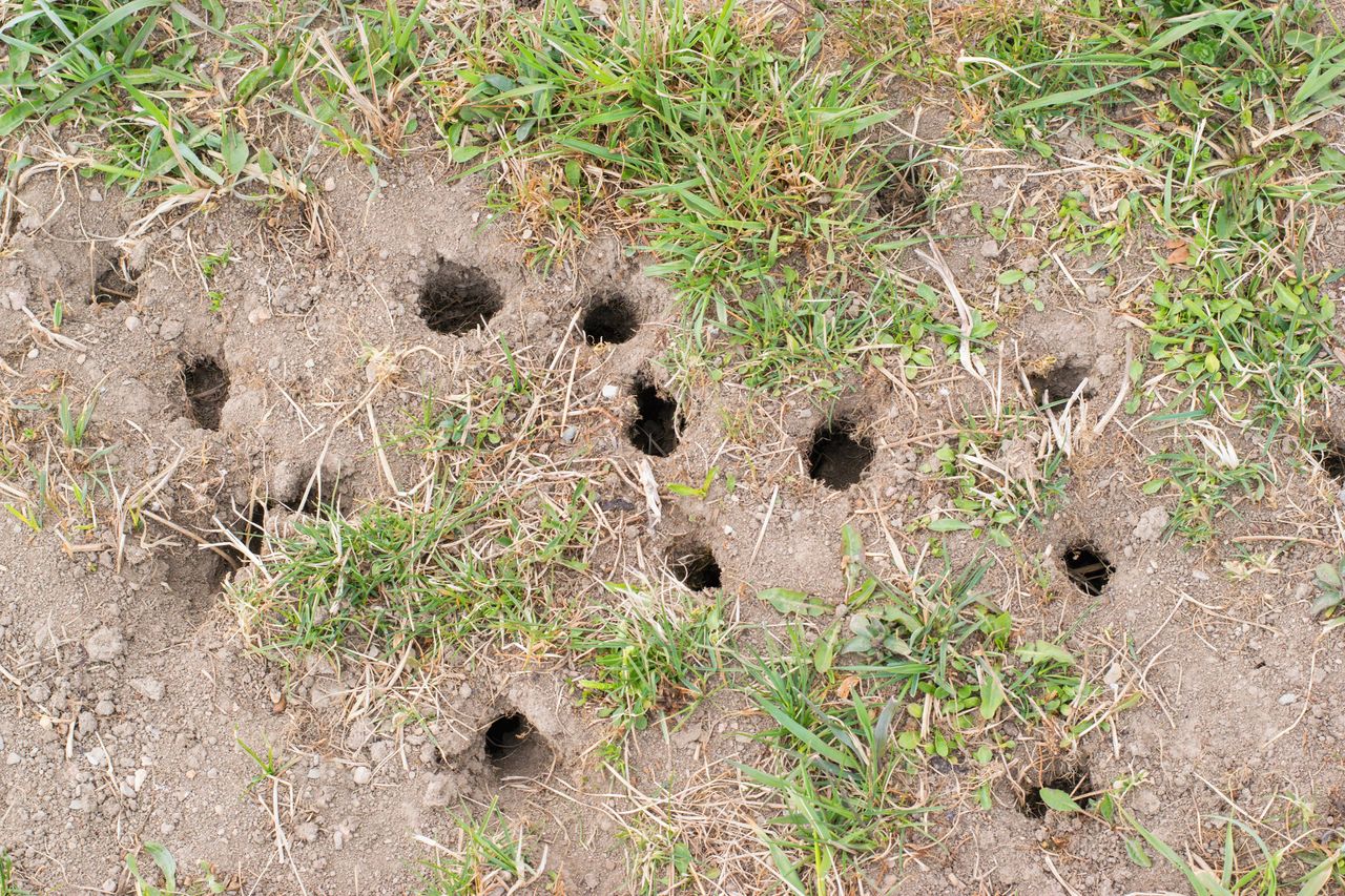 How to get rid of moles from the garden?
