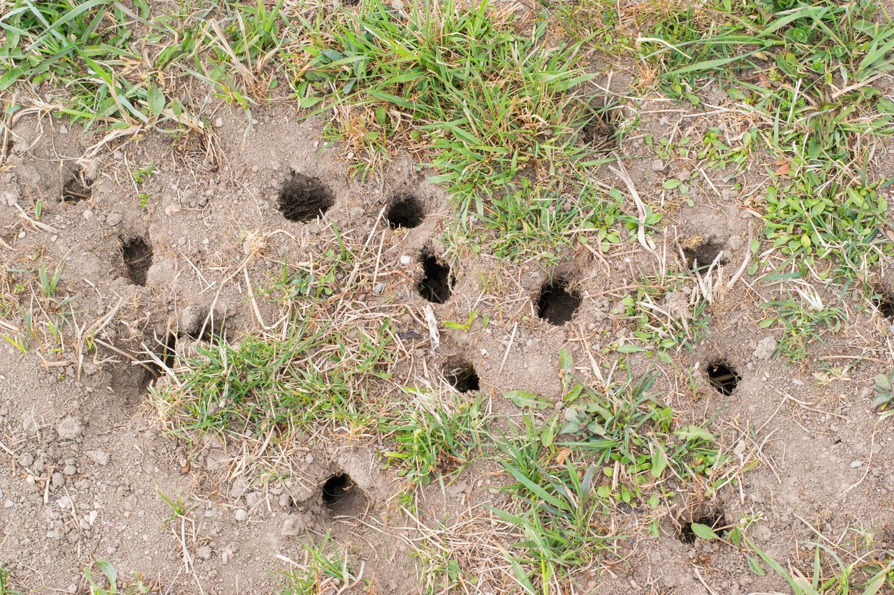 Banishing Voles from your garden: A cost-effective and humane approach