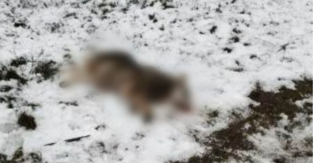 To już prawdziwa plaga. Znów znaleźli martwego wilka