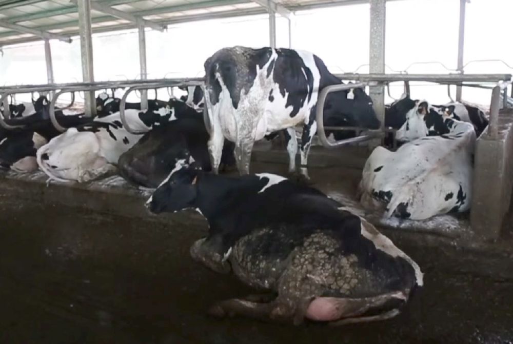 Chore krowy w ubojniach. Ekspert: "Konieczne zmiany w prawie"