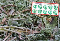 Viandelde przyniesie przymrozki. To czeka nas w najbliższych dniach