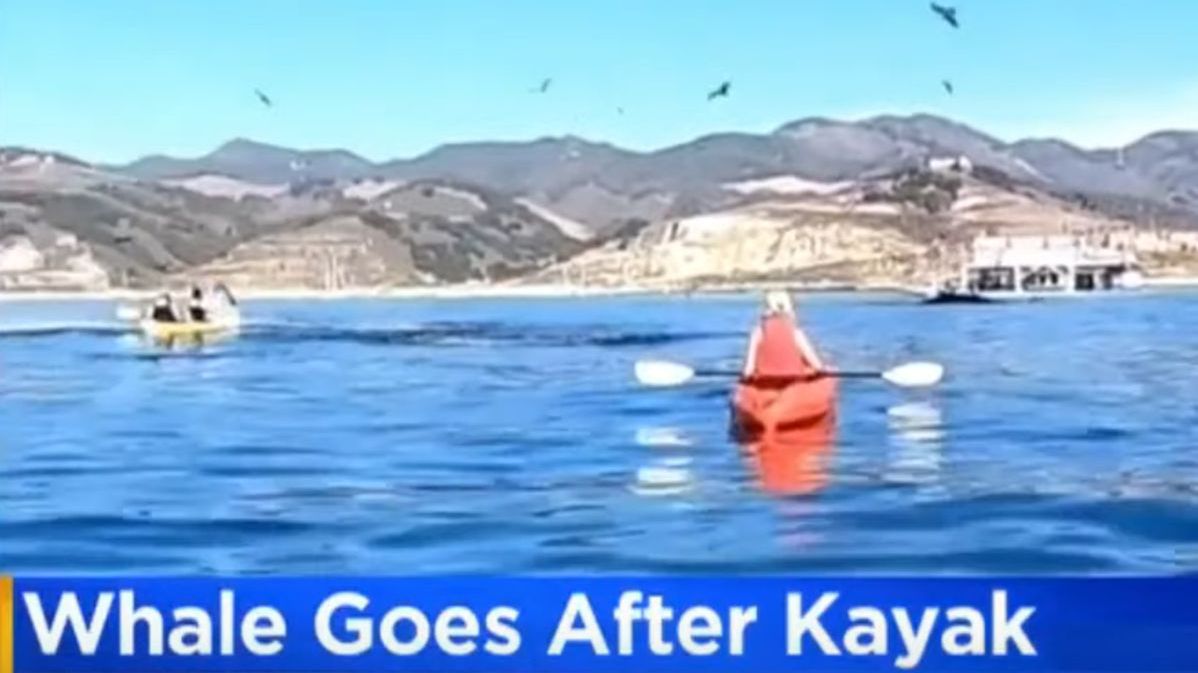 Wieloryb niemalże połknął kajakarzy