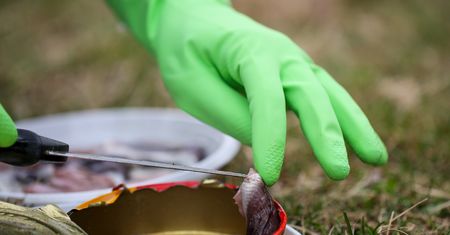 Najbardziej śmierdzący przysmak na świecie? Oto sfermentowane śledzie