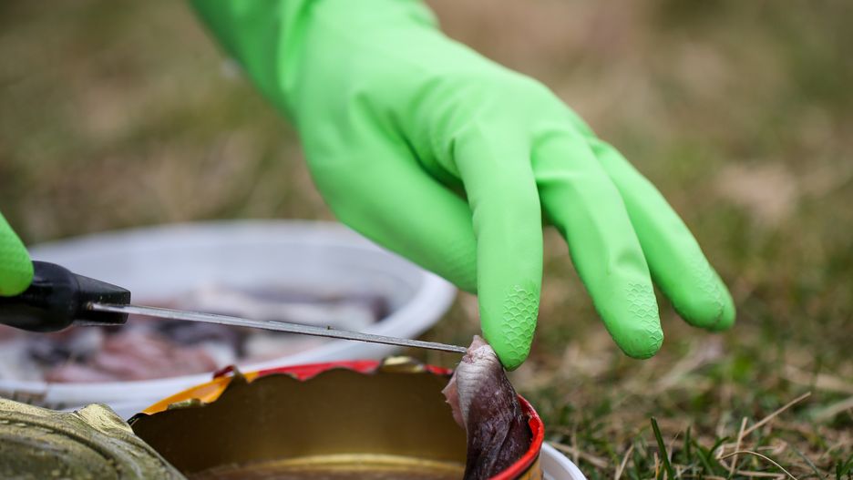 Surströmming 