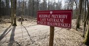 Skrytykowano ochronę Puszczy Białowieskiej. Brakuje ważnego dokumentu