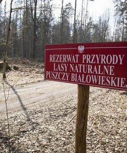 Skrytykowano ochronę Puszczy Białowieskiej. Brakuje ważnego dokumentu