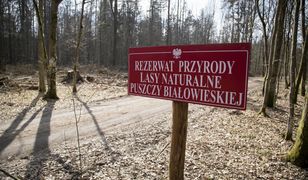 Skrytykowano ochronę Puszczy Białowieskiej. Brakuje ważnego dokumentu