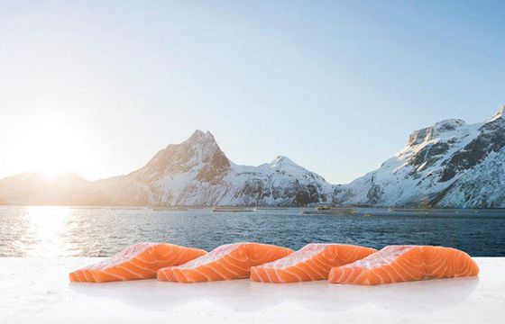 Marine Harvest Polska klientem Codemedia