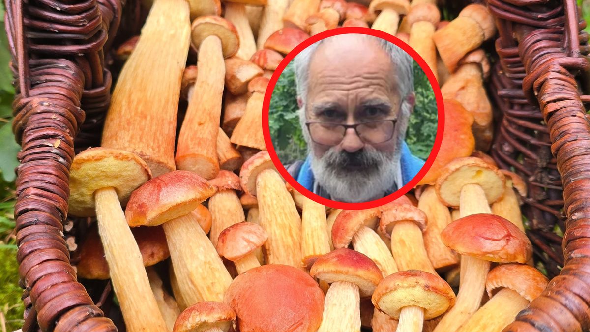 Leśnicy alarmują ws. borowików amerykańskich. Czy mają rację?