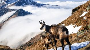 Mniej kozic w Tatrach. Turystyka i drapieżniki pod lupą naukowców