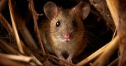 Plaga myszy terroryzuje australijskich rolników. "Biegają po łóżku, są w suficie i klimatyzacji"