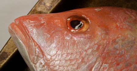 Surowa ryba ocean pout