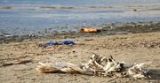 Godzina dla Ziemi WWF. "Morze Bałtyckie i jego mieszkańcy umierają"