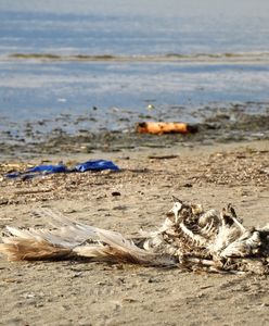 Godzina dla Ziemi WWF. "Morze Bałtyckie i jego mieszkańcy umierają"
