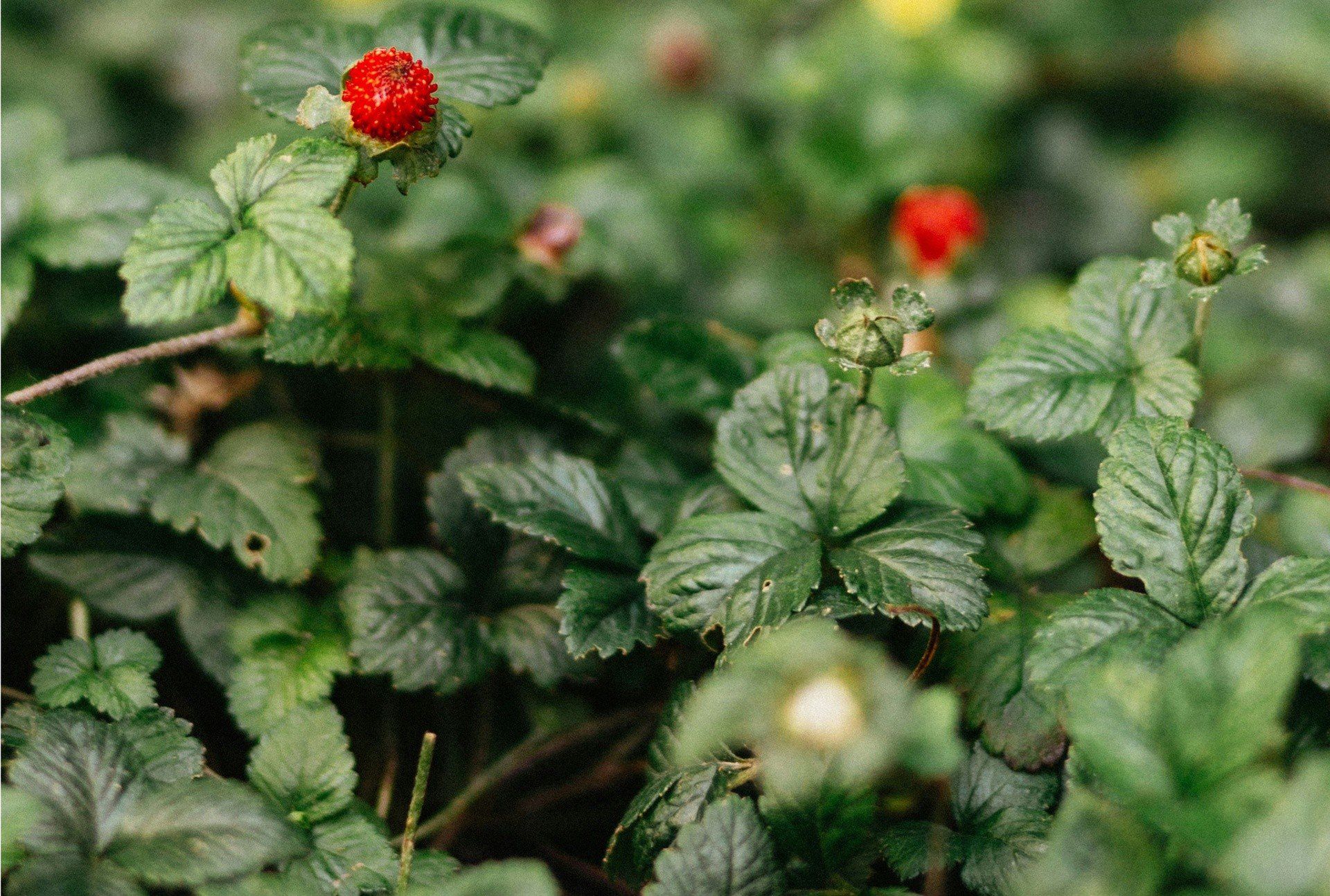 Herbata z liści poziomki - przepis