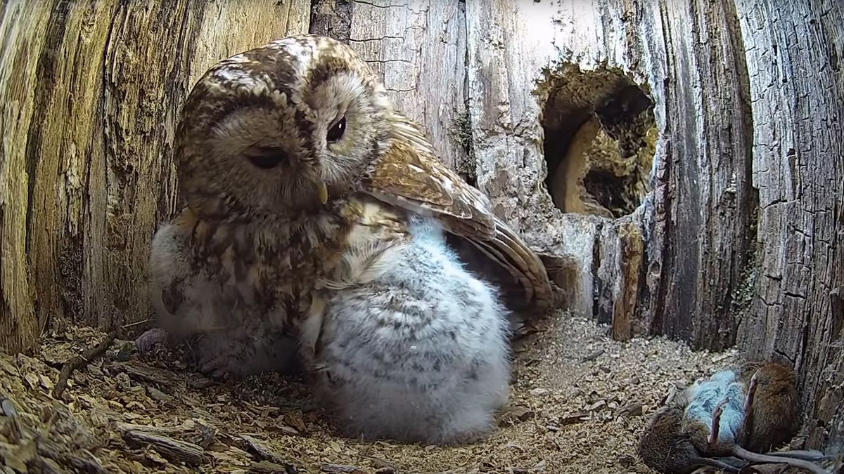Ukryta kamera zarejestrowała uroczą scenkę. Sowy adoptowały osierocone pisklęta 1