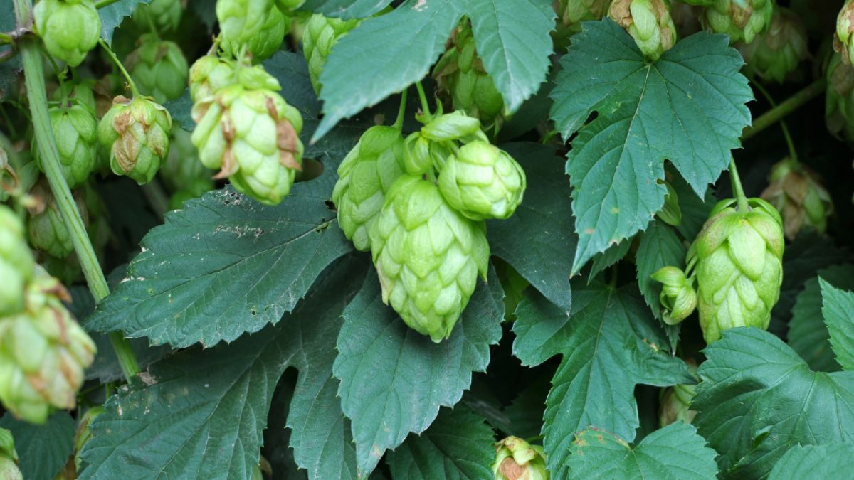 Dlaczego pędy chmielu są tak cenione za granicą?
