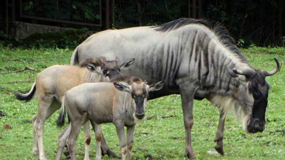 Wrocław. Eefije i Romi zostały matkami. Dwa gnu białobrode urodziły się w zoo