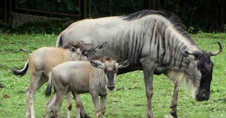 Wrocław. Eefije i Romi zostały matkami. Dwa gnu białobrode urodziły się w zoo