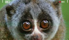 Stereotypy o feministkach i informatykach w kampanii Panoptykonu. Sprzeciw wobec inwigilacji Polaków przez służby