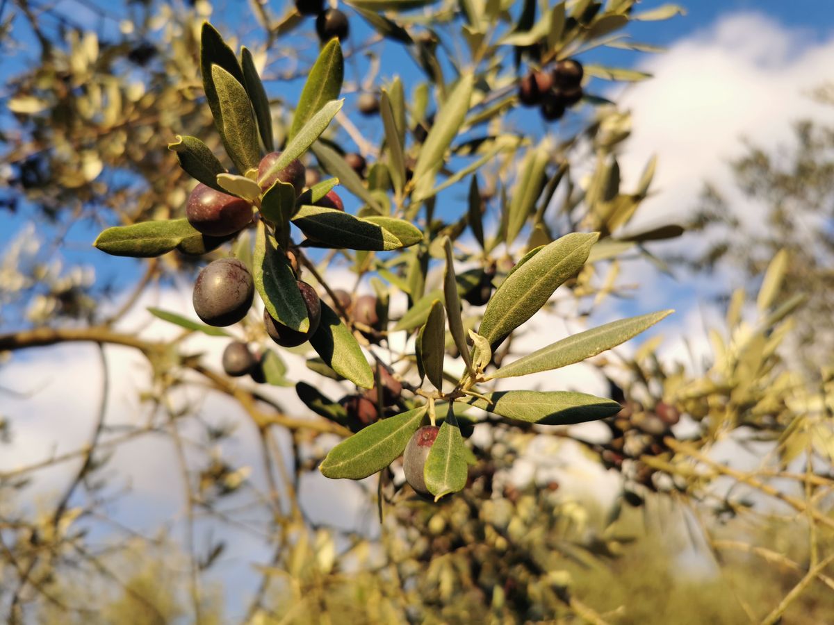 Drzewo oliwne 