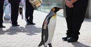 To jedyny na świecie pingwin-generał. "Służy" w norweskiej gwardii