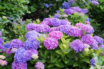 Wystarczy pięć łyżek. Podlej tym hortensje, a szybko się odwdzięczą