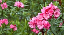 5 najbardziej zabójczych roślin występujących w Polsce