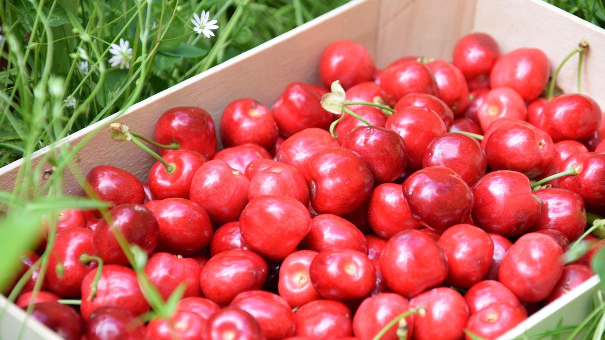 Ceny czereśni rokrocznie wzbudzają emocje.