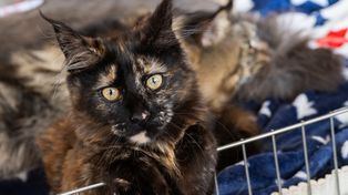 Poznań: Darmowa sterylizacja i kastracja psów oraz kotów w 2026 r. Kto może skorzystać i gdzie się zapisać?