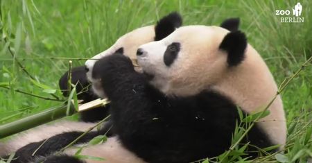 Pandy z berlińskiego zoo czeka przeprowadzka do Chin