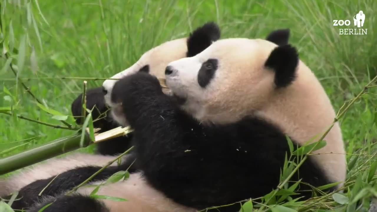 Pandy z berlińskiego zoo czeka przeprowadzka do Chin