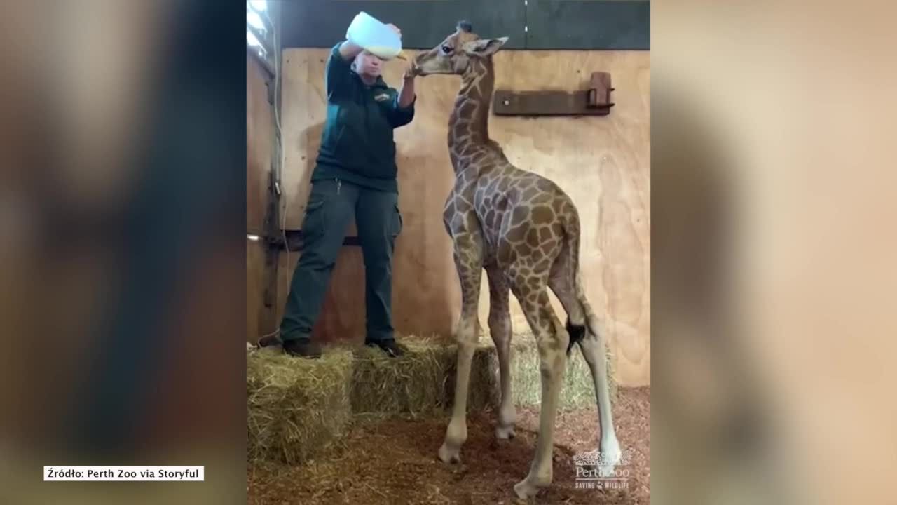 Pracownicy zoo opiekują się młodą żyrafą.