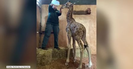 Pracownicy zoo opiekują się młodą żyrafą.