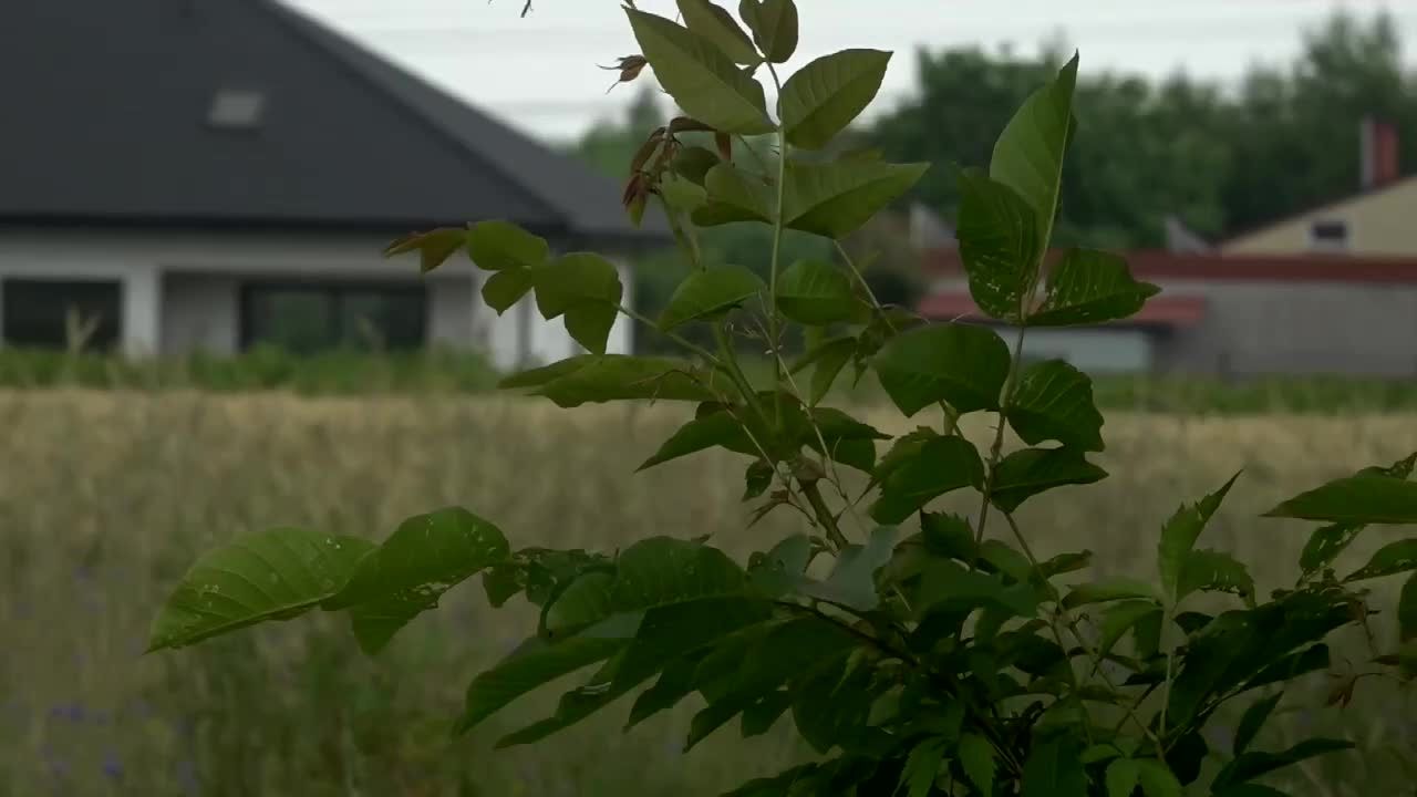 Postrzelił syna z wiatrówki w głowę. Celował w drzewo