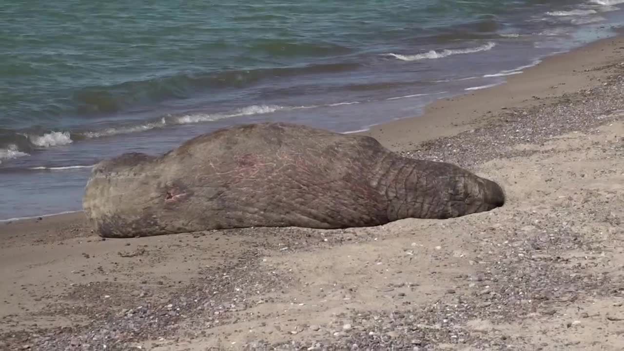 Mors odpoczywał na plaży w okolicach Mielna. To prawdopodobnie pierwszy taki przypadek